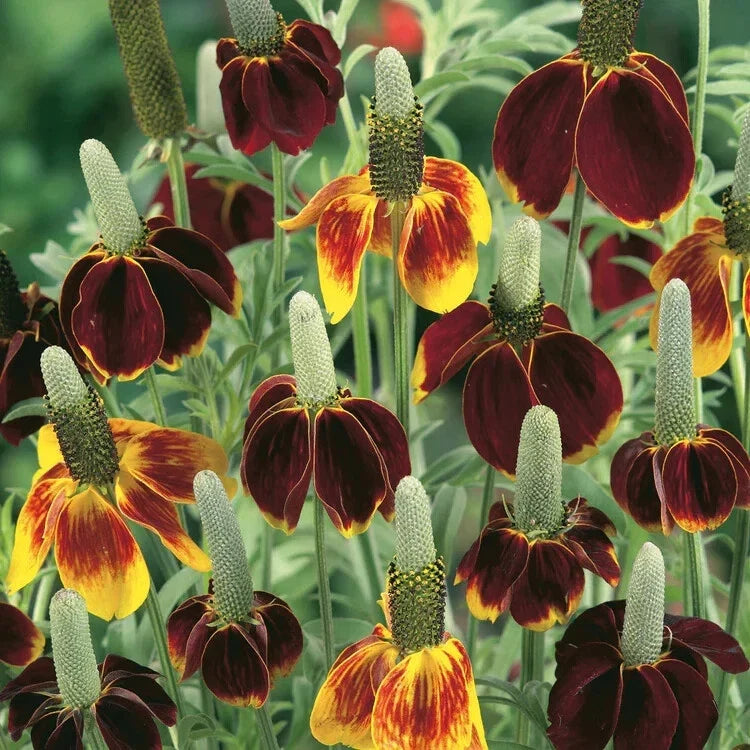Mexican Hat Seeds - 200 Organic Wildflower Seeds - Ratibida columnifera - Native North American Perennial Plant