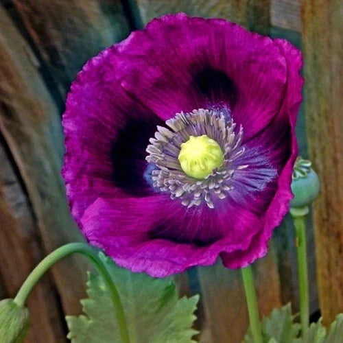 Purple Poppy Seeds - Lauren's Grape Variety - Non-GMO, Attracts Bees & Butterflies, 500 Seeds, Papaver somniferum