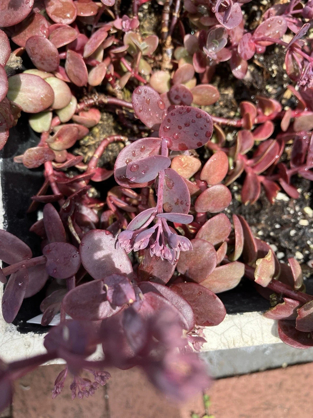Sedum Cherry Tart Plants - 6 Rooted Succulents - Vibrant Red Foliage - Sedum spurium for Containers & Gardens
