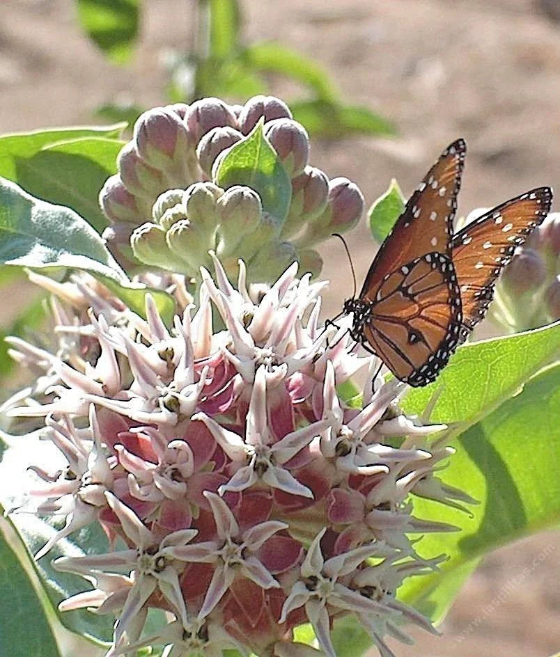 Showy Milkweed Seeds - 51+ Native Wildflower Seeds for Container Gardens - Asclepias speciosa