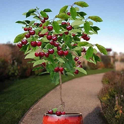 Dwarf Cherry Tree Seeds 25 Pack Prunus serrulata Indoor Outdoor Compact Growth