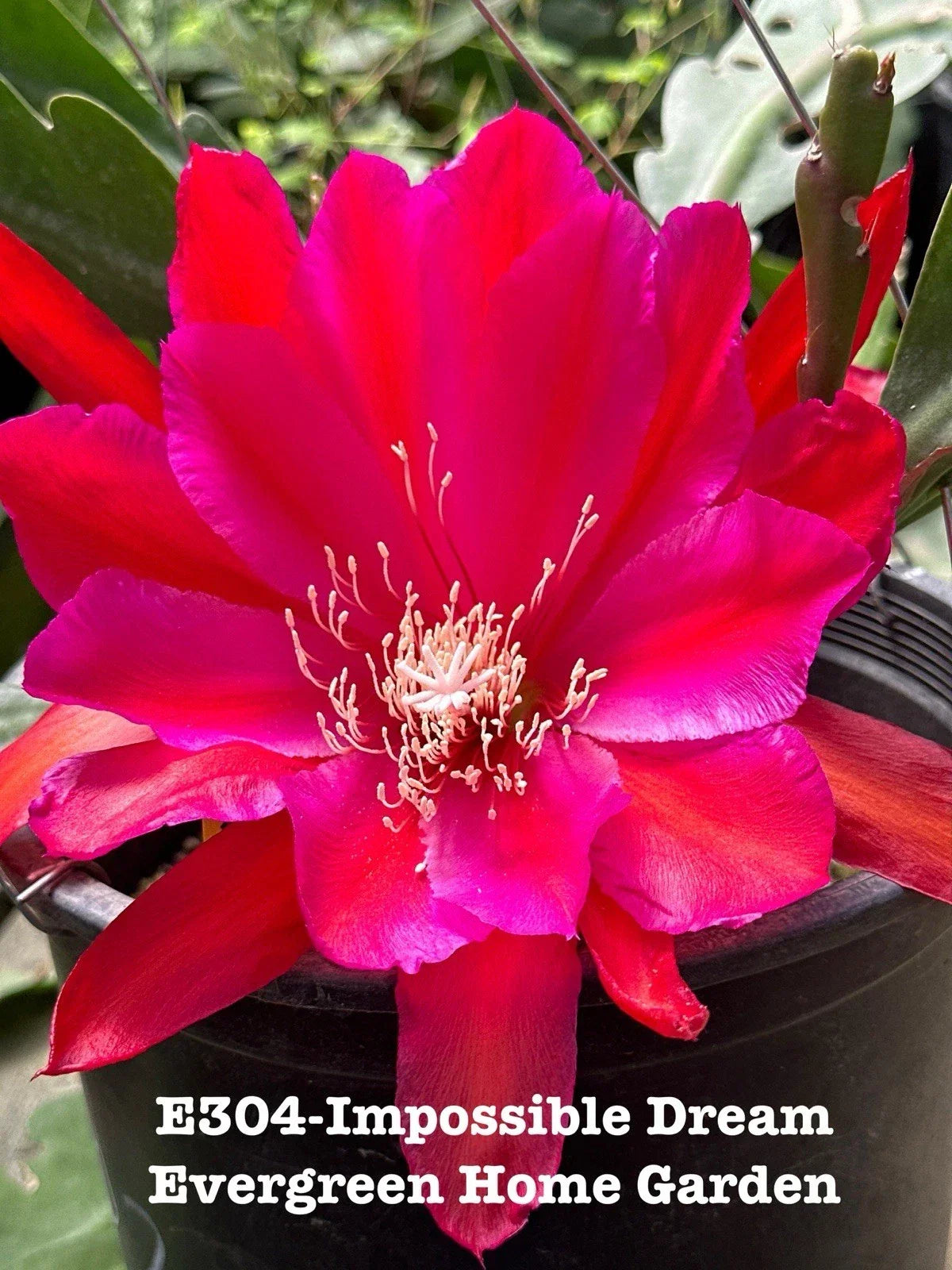 Epiphyllum Orchid Cactus Impossible Dream 4” Starter Pot - Rooted Tropical Indoor Plant