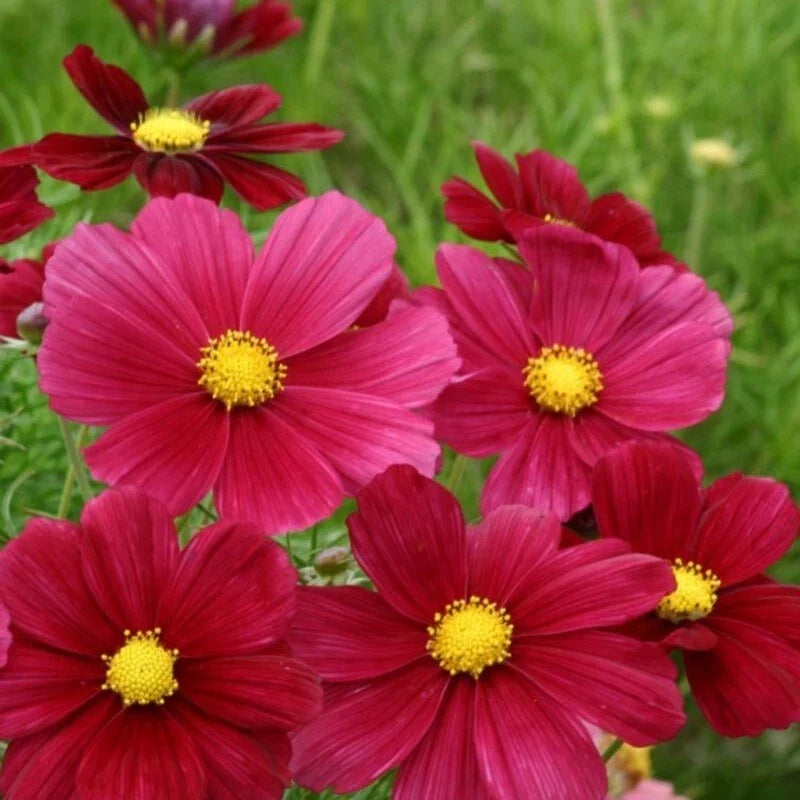 Rubenza Cosmos Seeds - 200+ Pack, Vibrant Red & Orange Flowers, Cosmos bipinnatus, Annual Garden Seeds for Borders & Containers