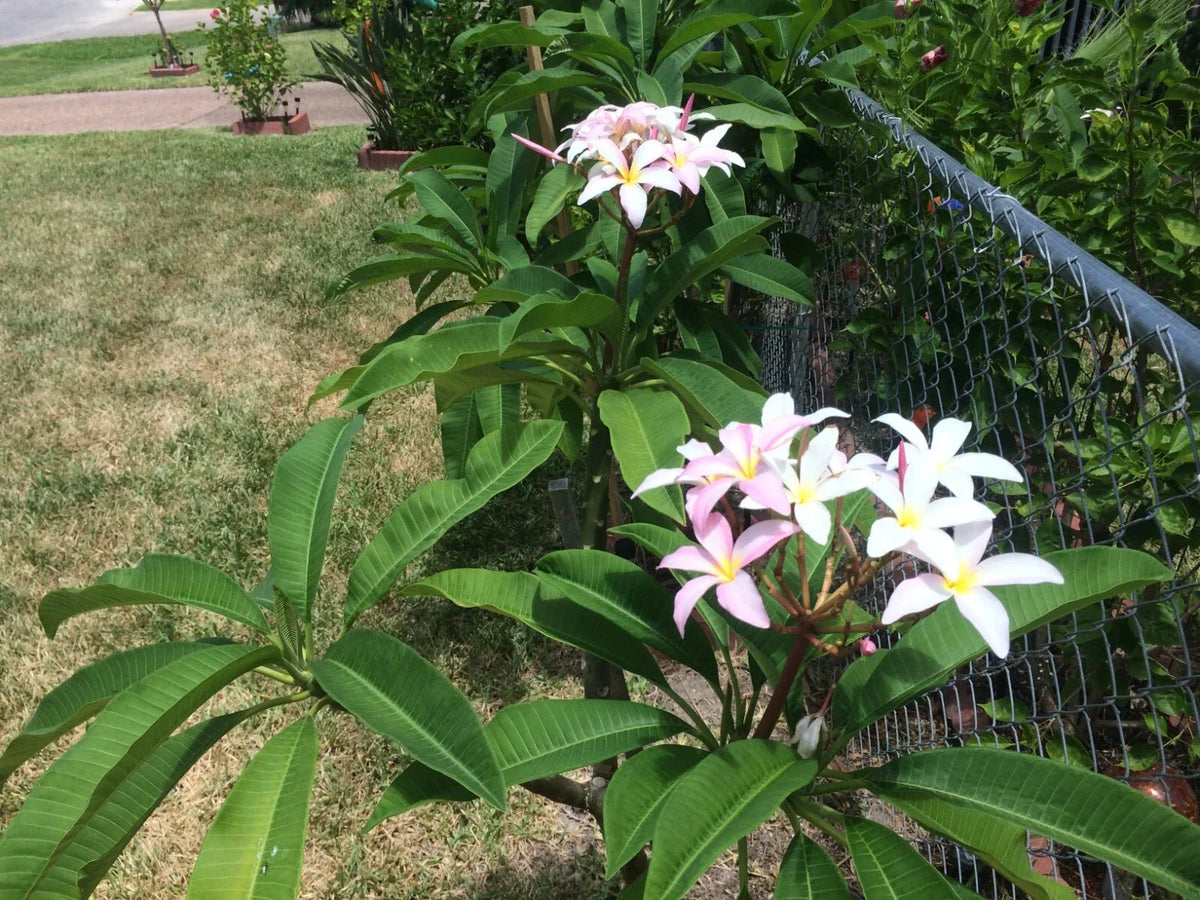Plumeria Cuttings 9-12" 'Slaughter Pink' Freshly Cut Plumeria Rubra for Tropical Gardens