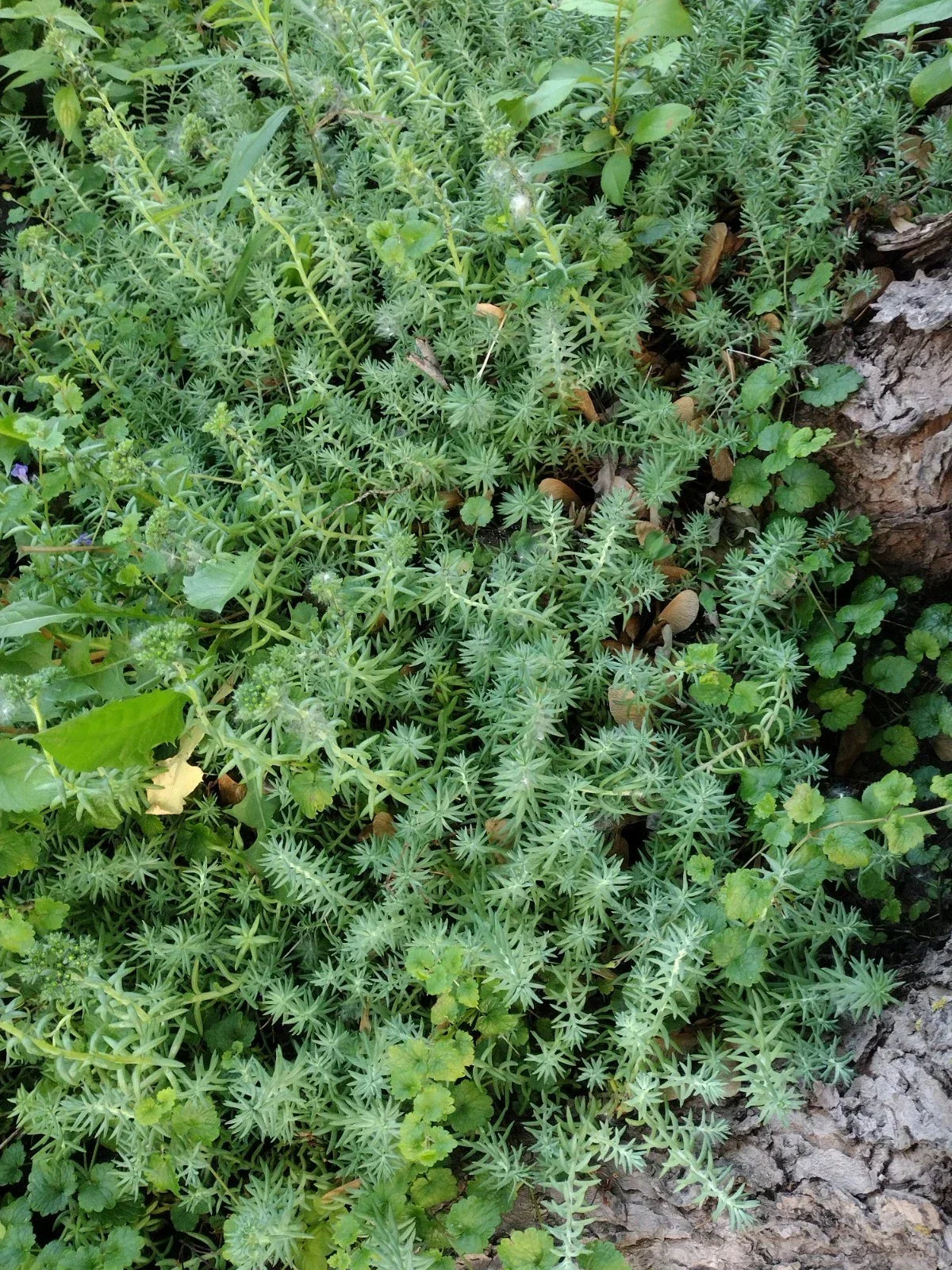 10 Lot Fresh Rooted Sedum & Creeping Jenny Live Plants - Ideal Ground Cover, Drought-Tolerant, Pollinator Friendly