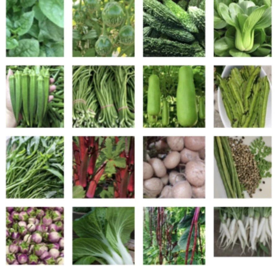 Asian Vegetable Seeds Packets – 24 Varieties for Home Garden, Non-GMO, Easy Planting, Suitable for Container & Raised Bed Gardening