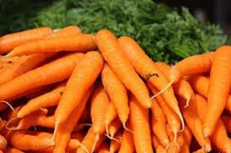 Organic Heirloom Carrot Seeds - Danvers 126 Variety, Non-GMO, Sweet Flavor, Full Sun, Daucus carota subsp. sativus