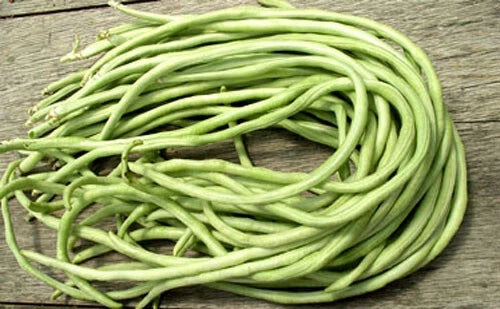Yard Long Bean Seeds – Asian Chinese Long Beans – High Yield Vigna unguiculata Subsp. sesquipedalis – Climbing Vine Pack of 15+ Seeds