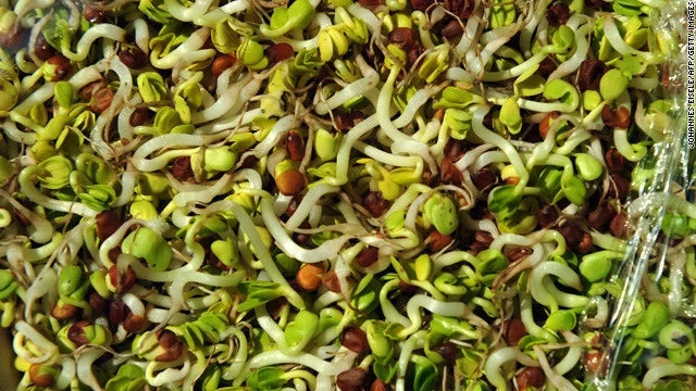 Bulk Sprouting Mix - Nutrient-Dense Health Blend Seeds for Sprouts, Vegetables & Salads, Non-GMO, 2000 Seeds