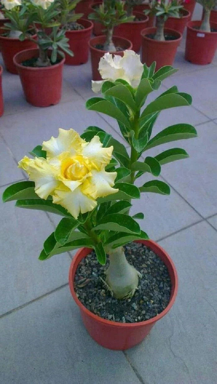 Rare Yellow White Desert Rose Seeds - Adenium Obesum - Perennial Flower Seeds for Garden & Indoor Display