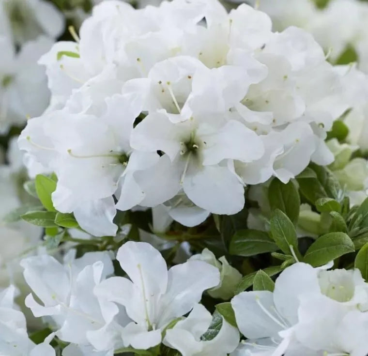 White Azalea Live Plant in 3-Inch Pot, Azalea Indica Alaska, Garden Shrub for Zones 6-9