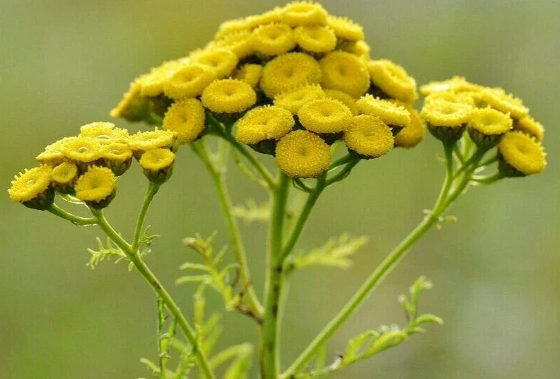 Tansy Plant Seedlings – Medicinal Insect Repellent Herb – Tanacetum vulgare for Garden Pest Control