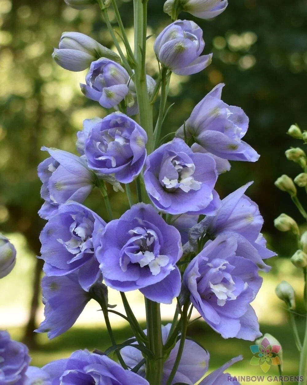 Aurora Lavender Delphinium Seeds - Pack of 200+ - Vibrant Lavender Flowers - Delphinium elatum - Perennial Garden Seeds