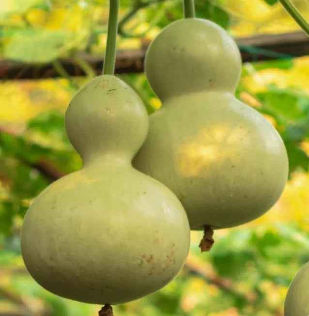 Heirloom Gourd Birdhouse Seeds - Non-GMO, Decorative Lagenaria siceraria, Pack of 15 for Garden and Bird Lover Projects