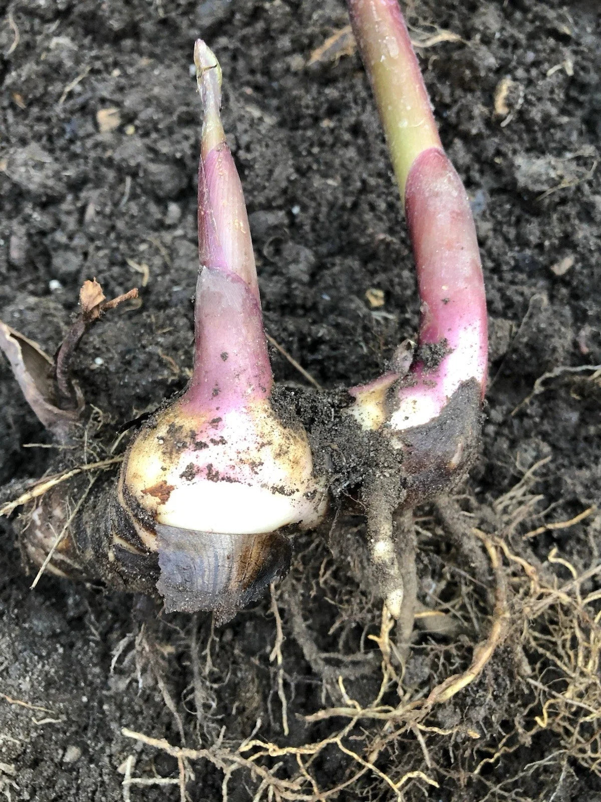 Canna Bulb Edulis Ker Gawl Live Plant – Bare Root Canna indica Herbaceous Perennial for Garden or Containers