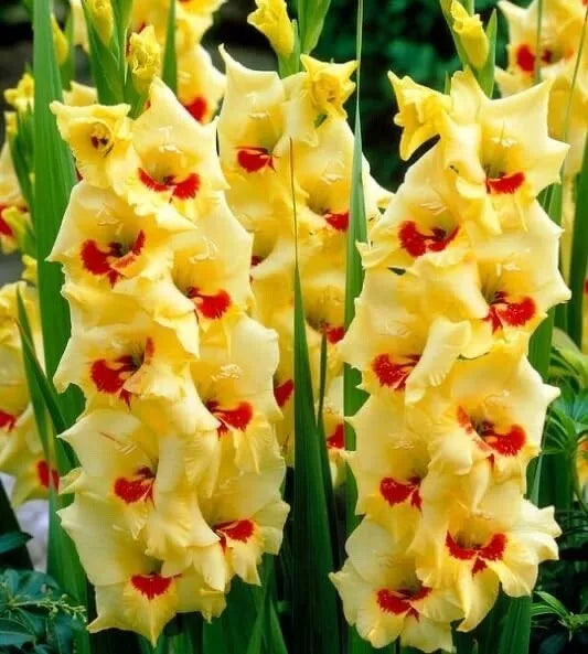 Golden Gladiolus Flower Bulbs - 10 Pack, Yellow, Hardy Gladiolus hortulanus, Garden Bulbs for Borders & Cut Flowers