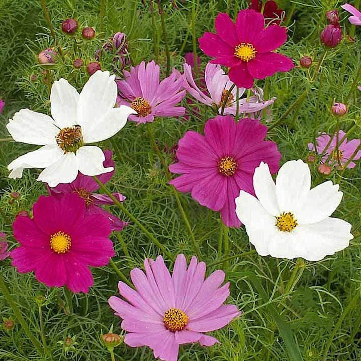 Sensation Tall Mixed Cosmos Wildflower Seeds 1/4 Lb - Vibrant, Easy to Grow - Everwilde Farms