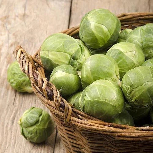 Brussels Sprouts Seeds - 500+ Count - Catskill Variety - Non-GMO, Pesticide-Free, USA Grown, Perfect for Garden Planting