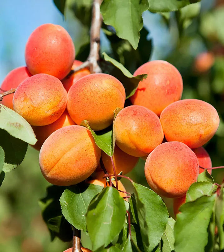 Apricot Fruit Seeds - 20 Pack Prunus armeniaca Heirloom for Home Gardening