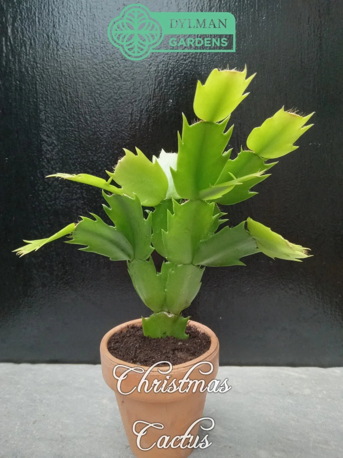 Live Christmas Cactus Plant 2-4 inches, Schlumbergera x buckleyi, Holiday Houseplant with Vibrant Green Foliage