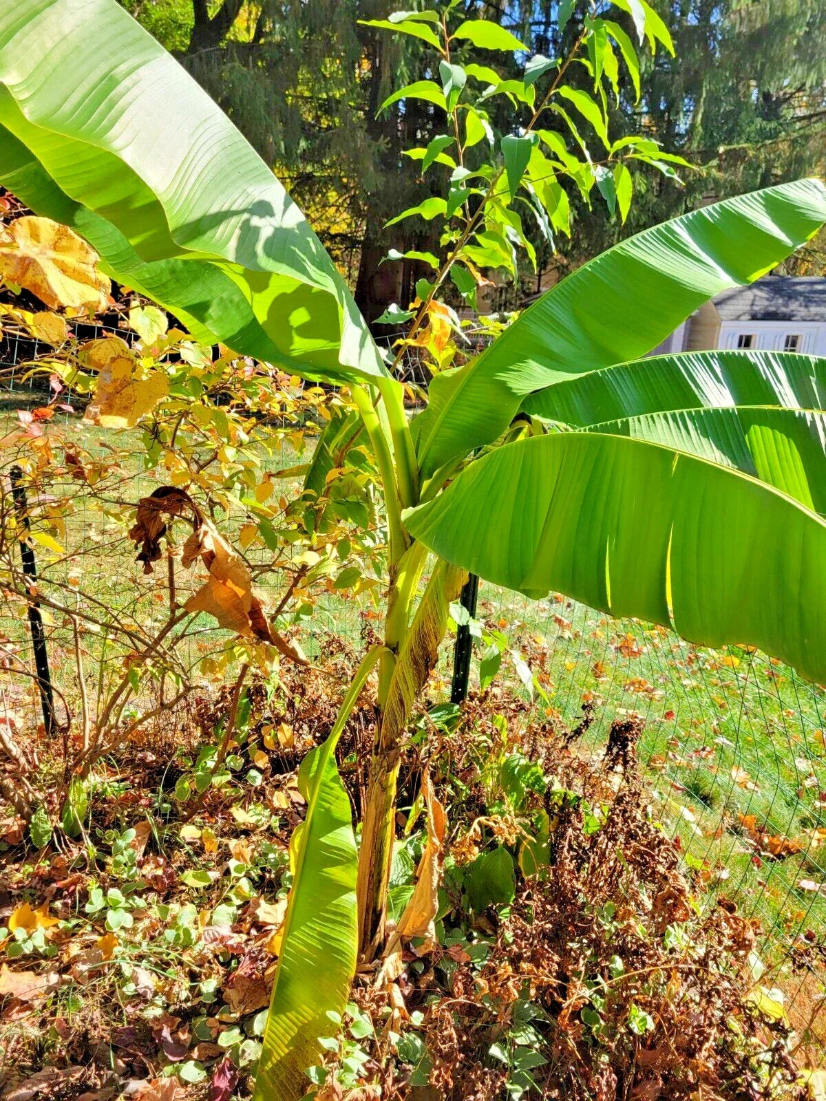 Live Banana Tree Plant - 6ft Tall Musa spp. - Non-Tissue Cultured Indoor/Outdoor Rooted Stem