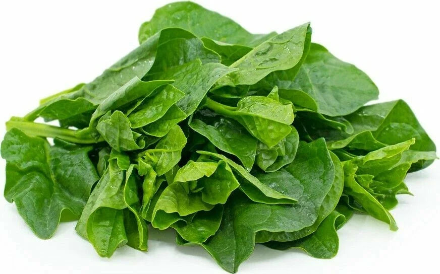 Organic Green Malabar Spinach Seeds - Basella alba, Climbing Vine, 50+ Seeds for Warm Climate Gardens