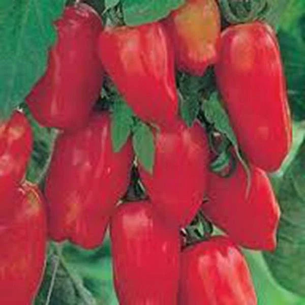 San Marzano Heirloom Tomato Seeds - 500 Count, Solanum lycopersicum, Gourmet Italian Sauce Tomatoes