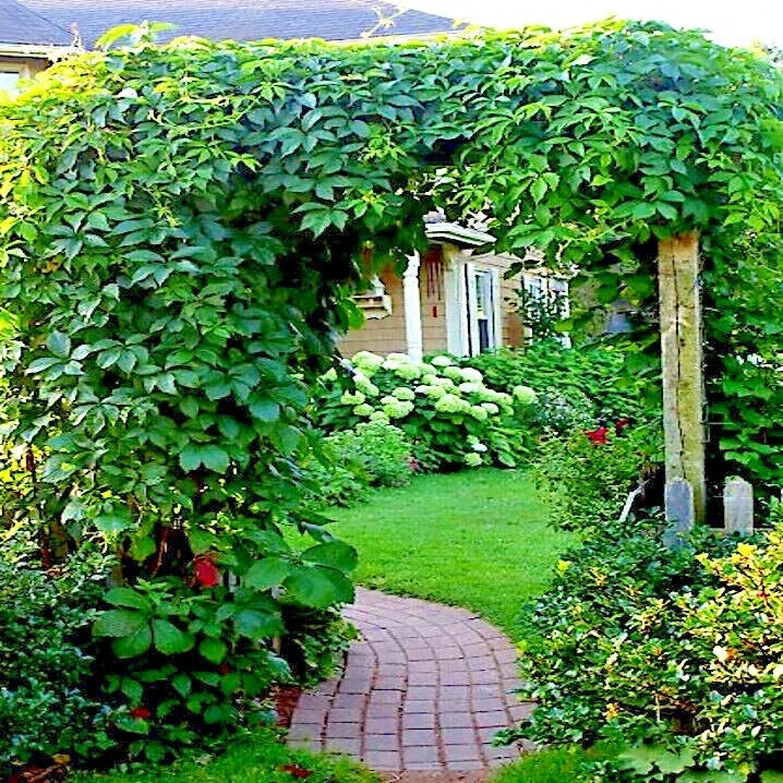 Virginia Creeper Vine Seeds Parthenocissus quinquefolia Climbing Plant for Garden & Landscape