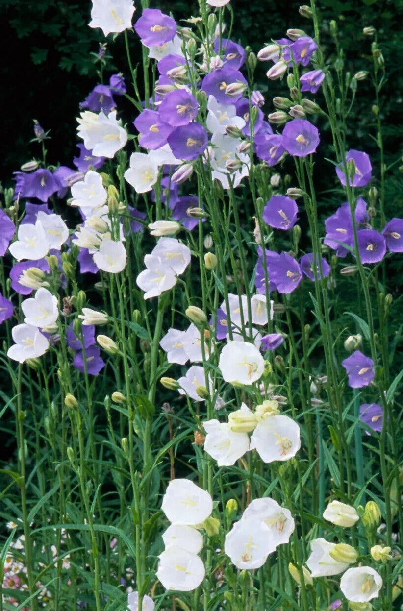 Bells Mix Bellflower Seeds - Campanula persicifolia - 100 Seeds for Garden Borders & Containers