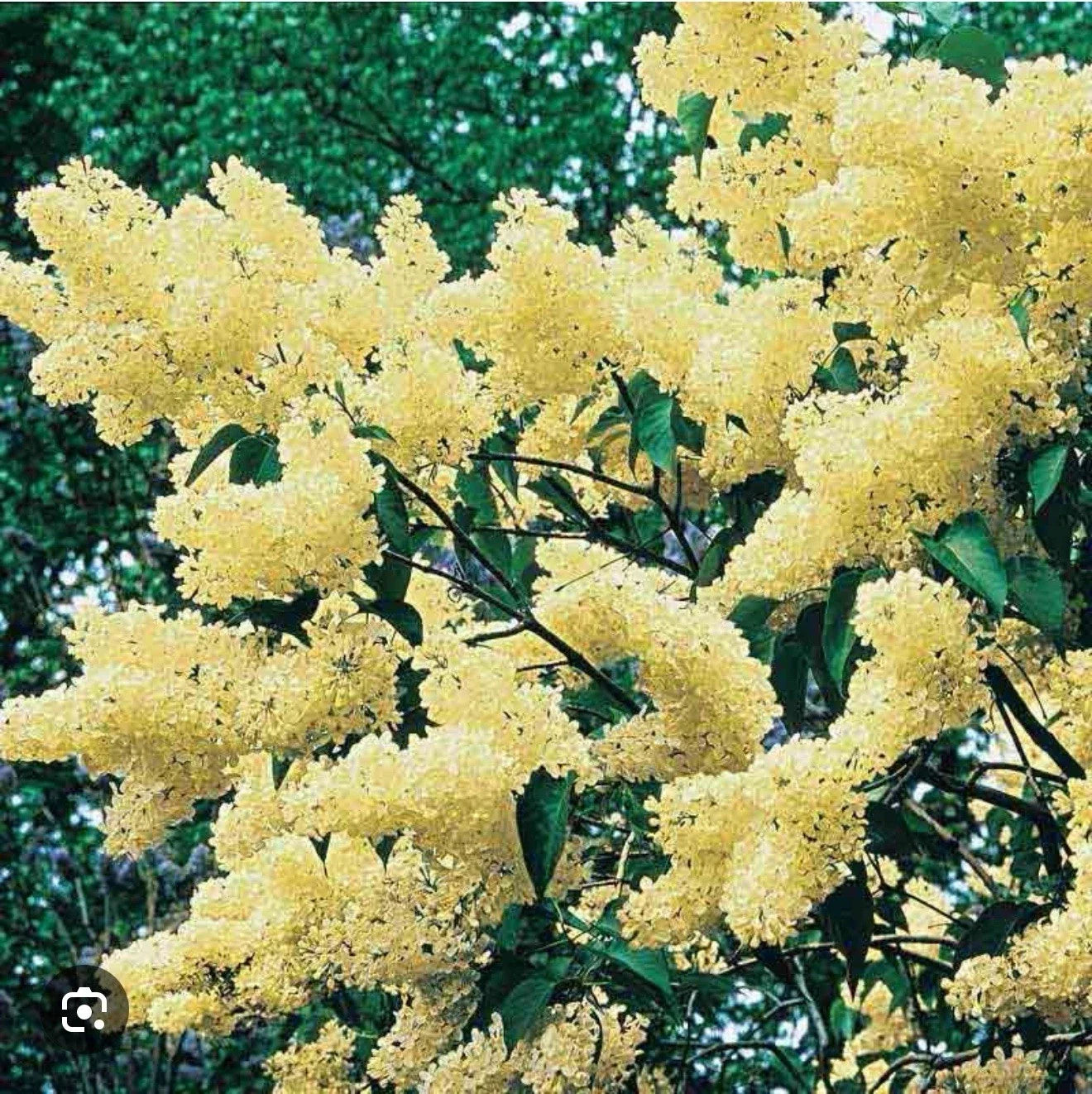 Primrose Lilac Starter Plant 4-8" Syringa Vulgaris Fragrant Flowering Shrub for Garden or Container