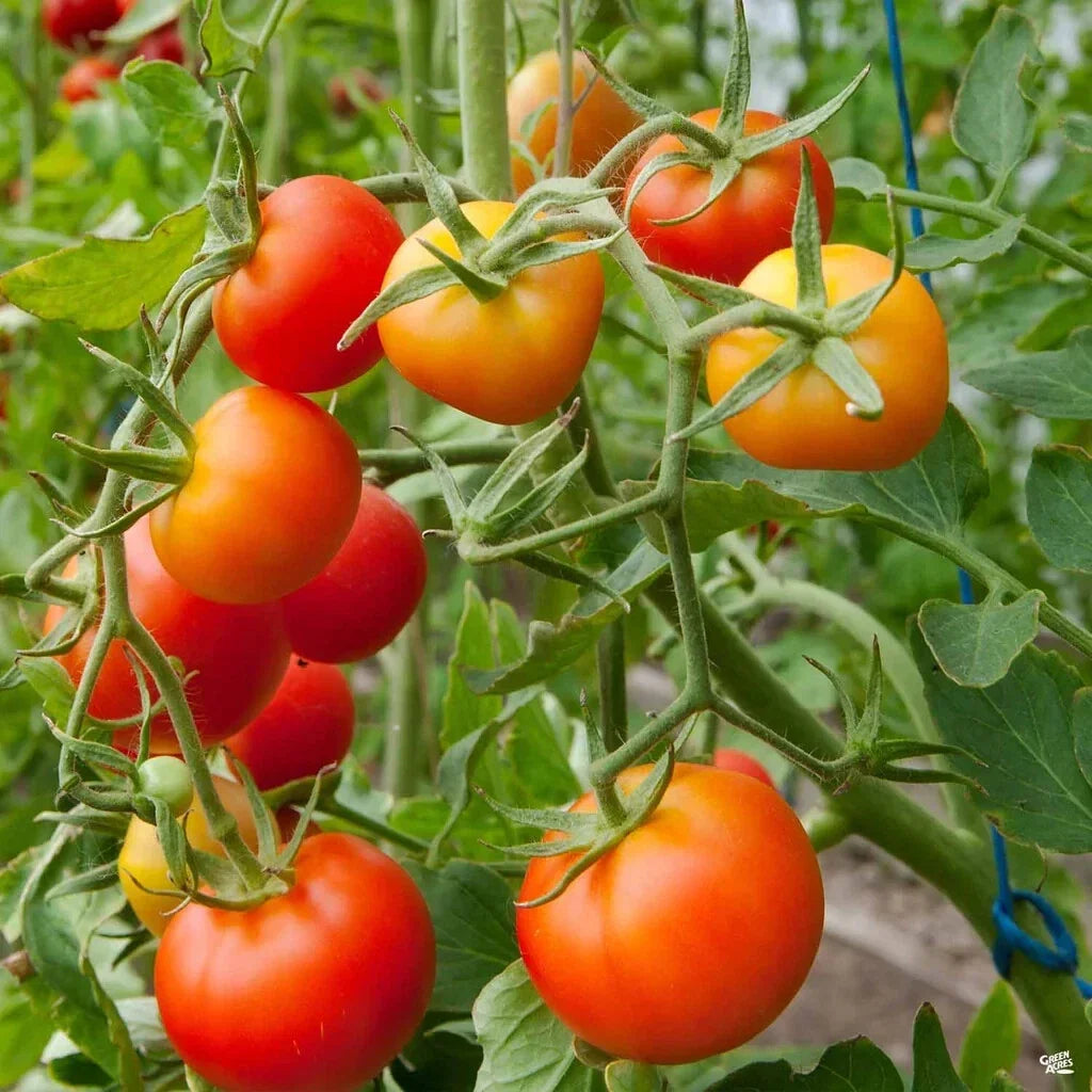 Stupice Tomato Seeds - Organic Heirloom, Cold Tolerant Early Variety, Non-GMO, Compact Bush Plant, Solanum lycopersicum