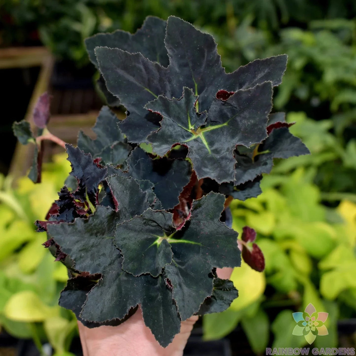 Black Fancy Begonia Seeds - 25+ Non-GMO Garden Planting Pack - Begonia x tuberhybrida for Indoor & Outdoor Gardens