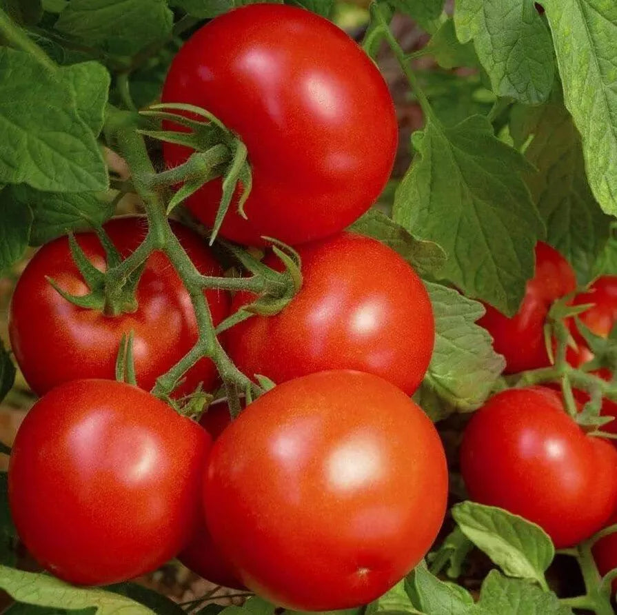 Bonny Best Tomato Seeds - 50+ Indeterminate Garden Vegetable Seeds for Sauces
