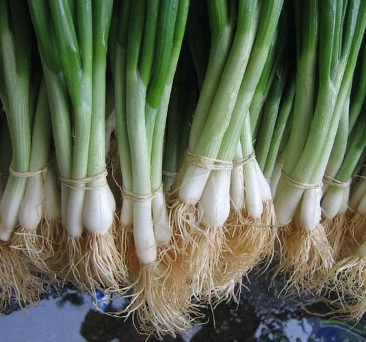 Tokyo White Bunching Onion Seeds - 100 Count Packet, Allium fistulosum, Mild, Crisp, Sweet, Garden, Culinary, Organic