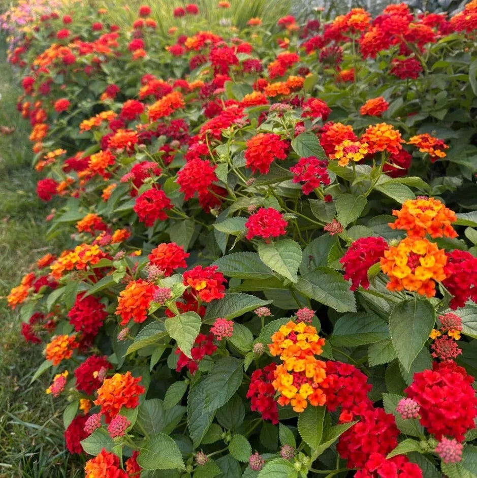 Lantana Red Live Plant 3-5 Inches Tall, Heat-Tolerant Drought-Resistant Clusters, Butterfly & Bee Attractant, Lantana camara