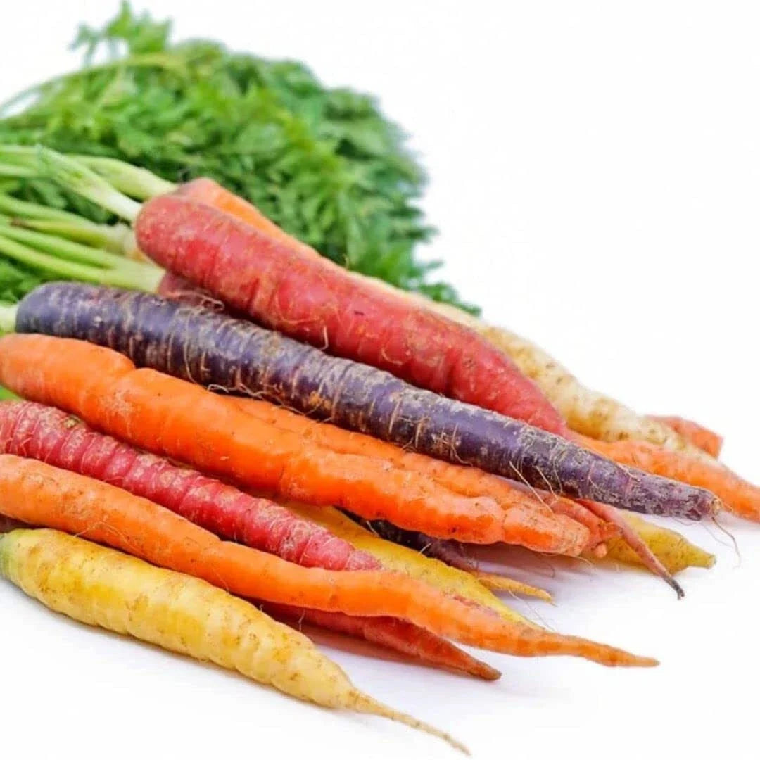 Rainbow Carrot Seeds - 750 Non-GMO Heirloom Vegetable Seeds Daucus carota