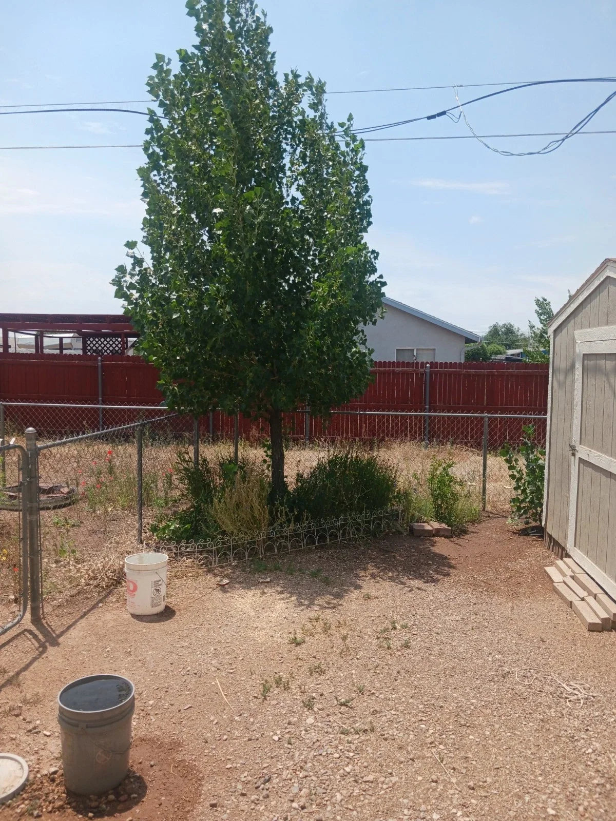 Hybrid Poplar Live Tree Cuttings – Cottonless Cottonwood, Fast-Growing Privacy Screen, Windbreak, Populus deltoides x nigra, 12 Pack