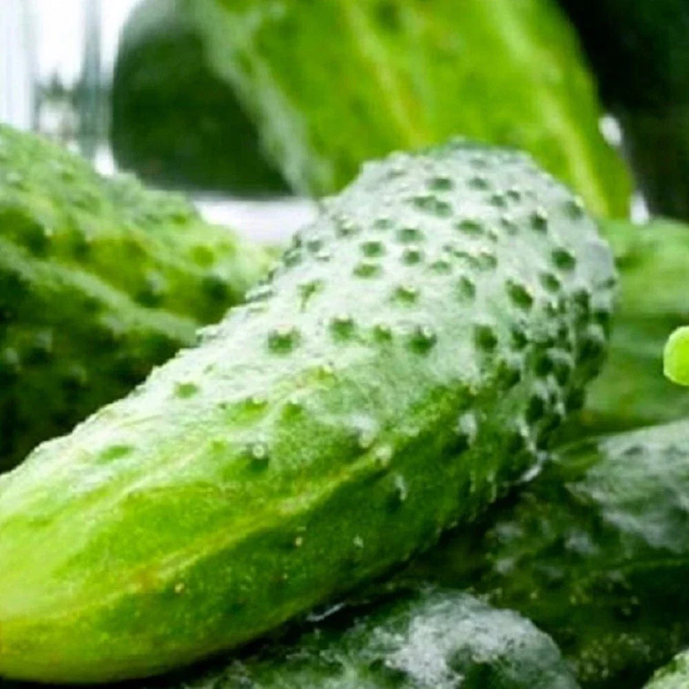 Boston Pickling Cucumber Seeds | NON-GMO Heirloom Vegetable Seeds | Cucumis sativus