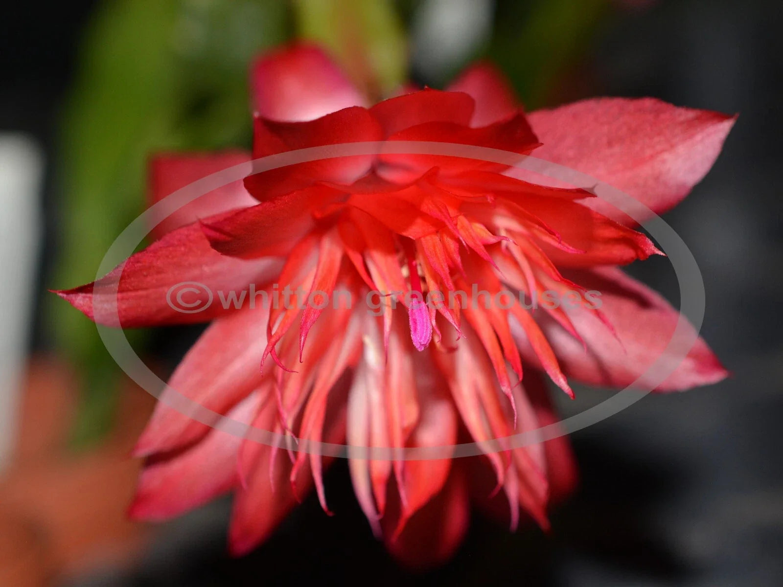 Thanksgiving/Christmas Cactus Cuttings - Schlumbergera "Laranja Dobrada" - Propagation Plant for Indoor Gardening
