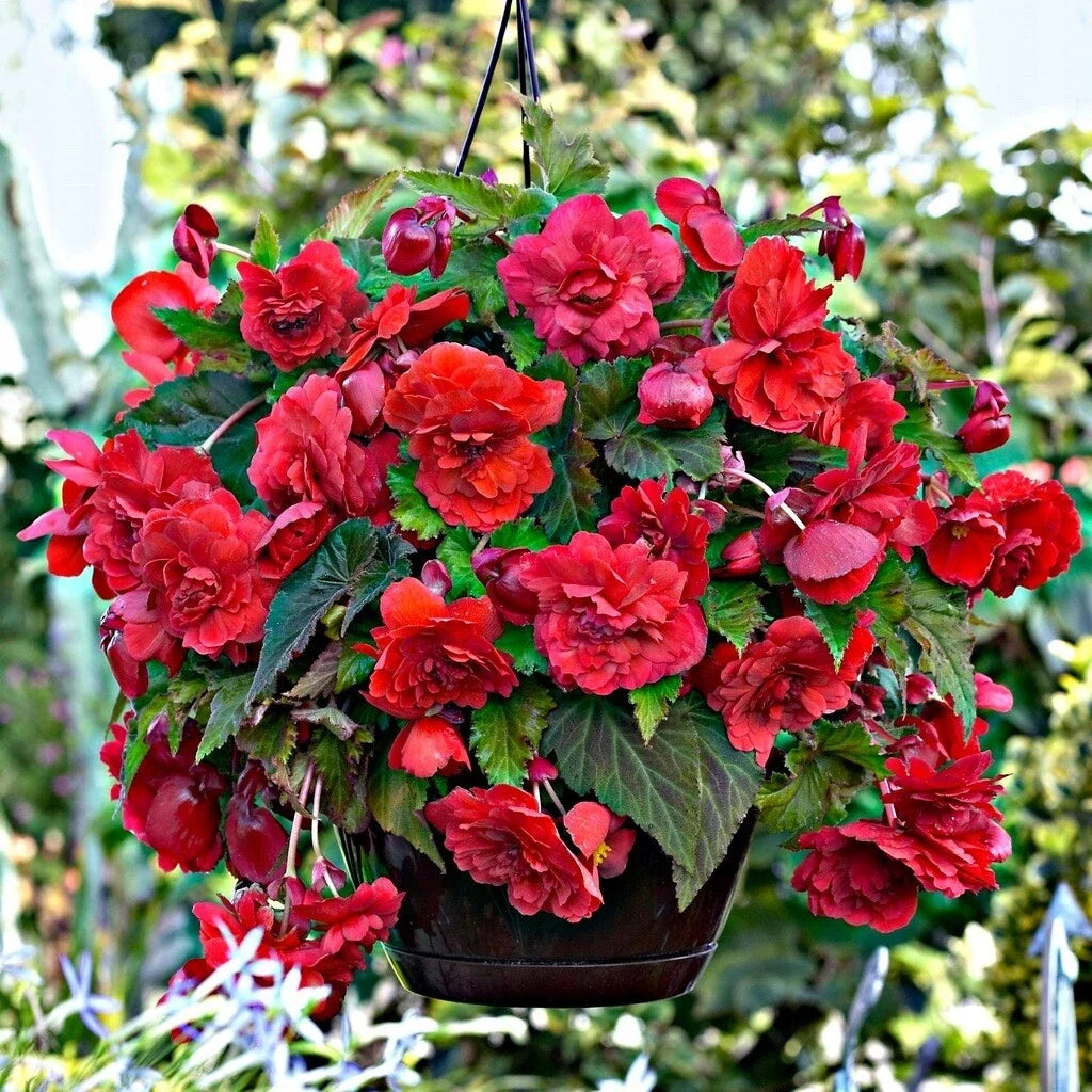 Begonia Seeds - 100 Count - Glory Hot Tip Red - Begonia x tuberhybrida for Indoor & Outdoor Gardens