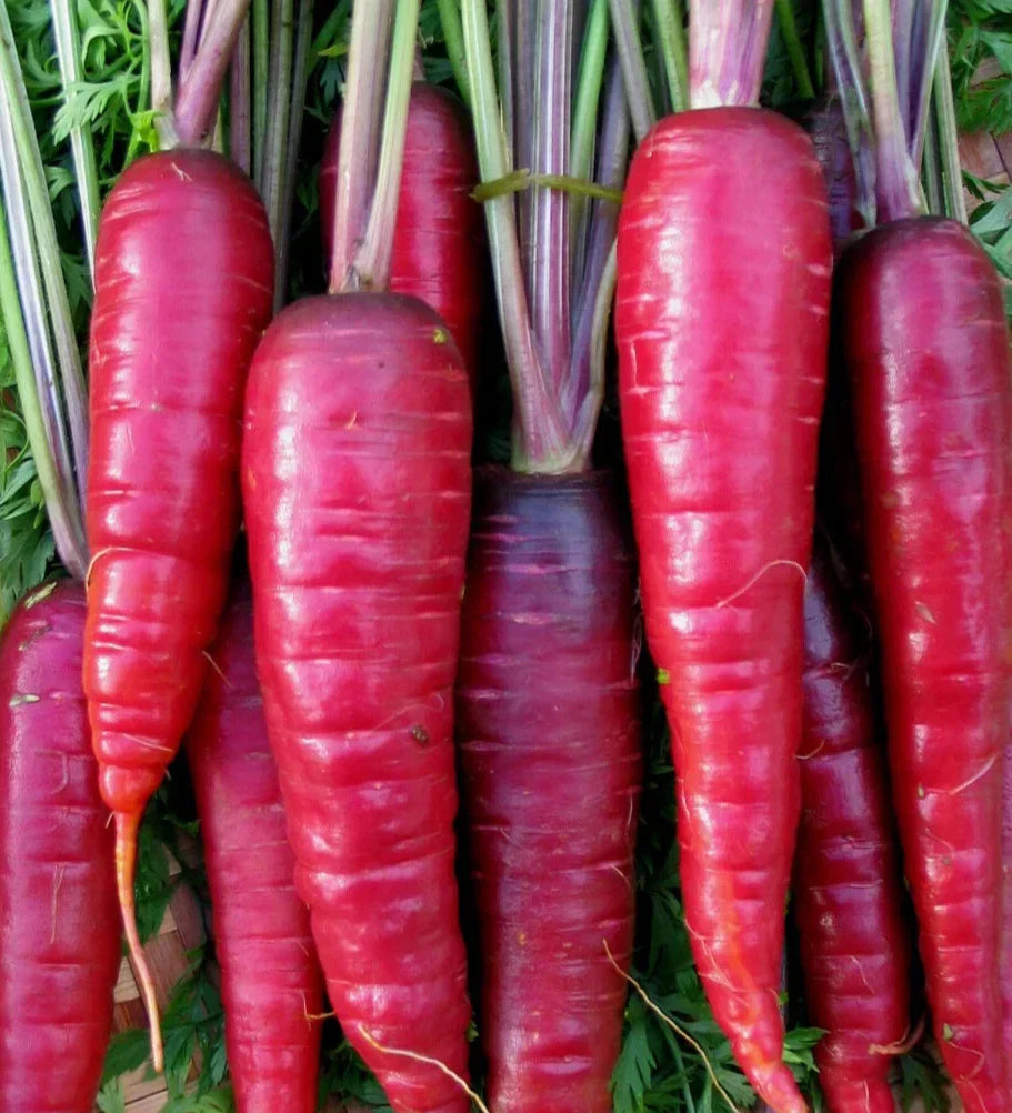 Purple Carrot Seeds 500+ Cosmic Non-GMO Vegetable Garden Daucus carota