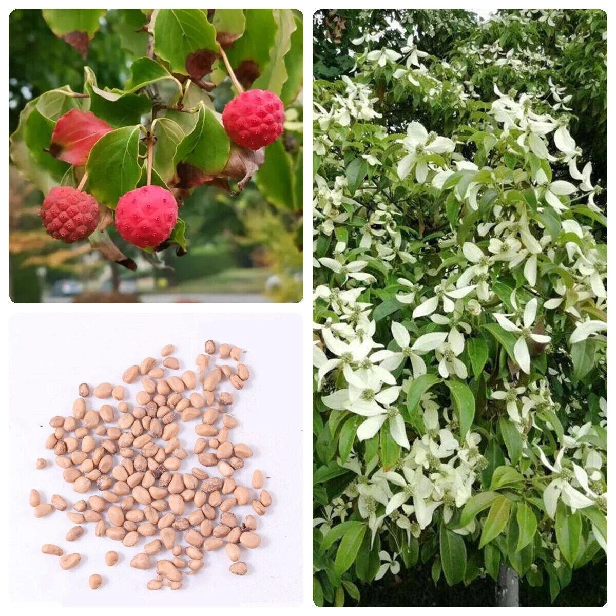 Kousa Dogwood Tree Seeds - White Flowers & Red Fruits - Cornus kousa - Garden, Landscaping, Ornamental Seeds