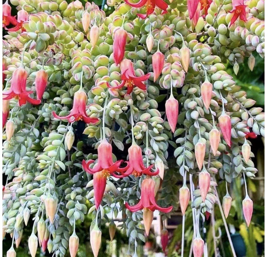 Cotyledon Pendens Succulent with Pink Flowers - Bare Root Indoor & Outdoor Plant