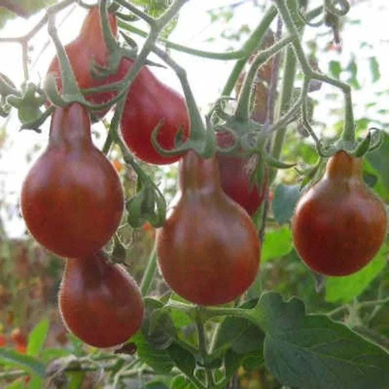 Chocolate Pear Tomato Seeds - Organic Heirloom Solanum lycopersicum, 40 Seeds for Home Garden & Container Growing
