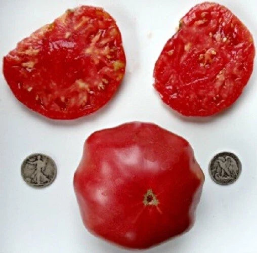 Brandywine Tomato Seeds Packets – Heirloom Pink, Red, Black, Yellow, Orange Varieties – Solanum lycopersicum, 25 Seeds Each