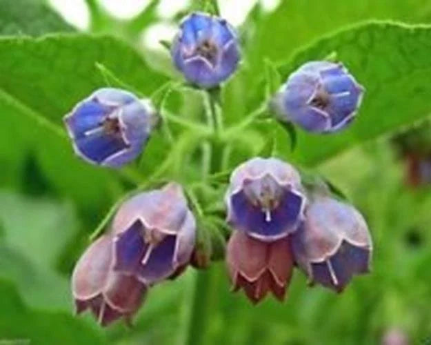 Comfrey Seeds 10 Pack - Healing Herb Symphytum Officinale for Garden, Soil Enrichment, Pollinator Attractant
