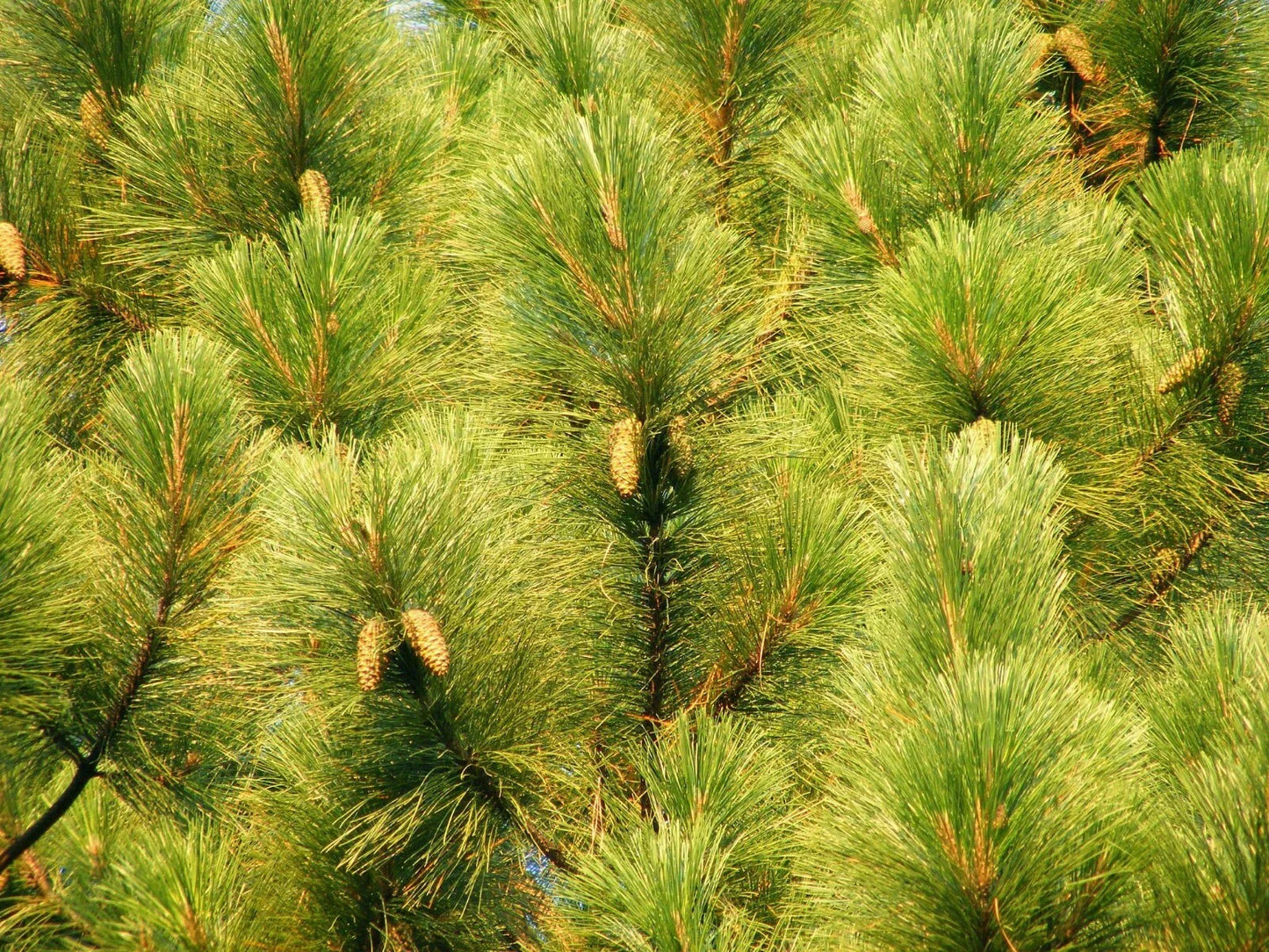 Slash Pine Seeds - 25 Pack - Pinus elliottii - Fast-Growing Evergreen Trees