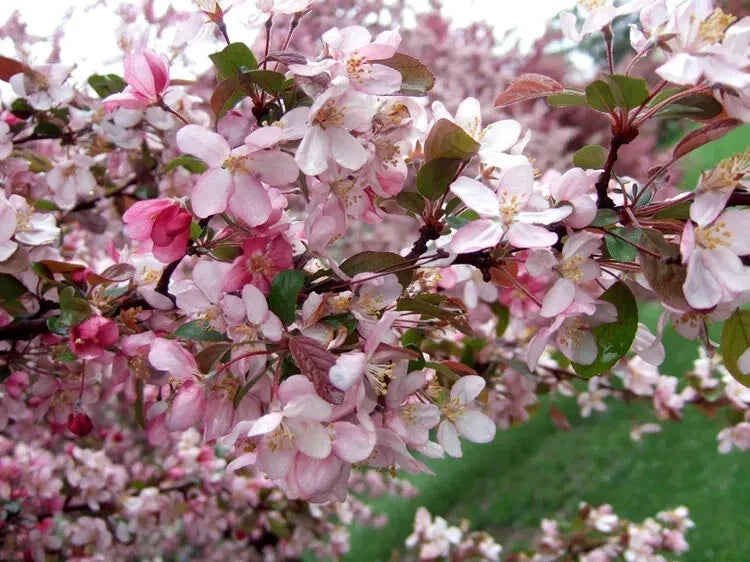 Robinson Crabapple Seeds – 25+ Pack, Malus 'Robinson', Ornamental Tree, Vibrant Flowers & Fruit, Garden Planting, USA