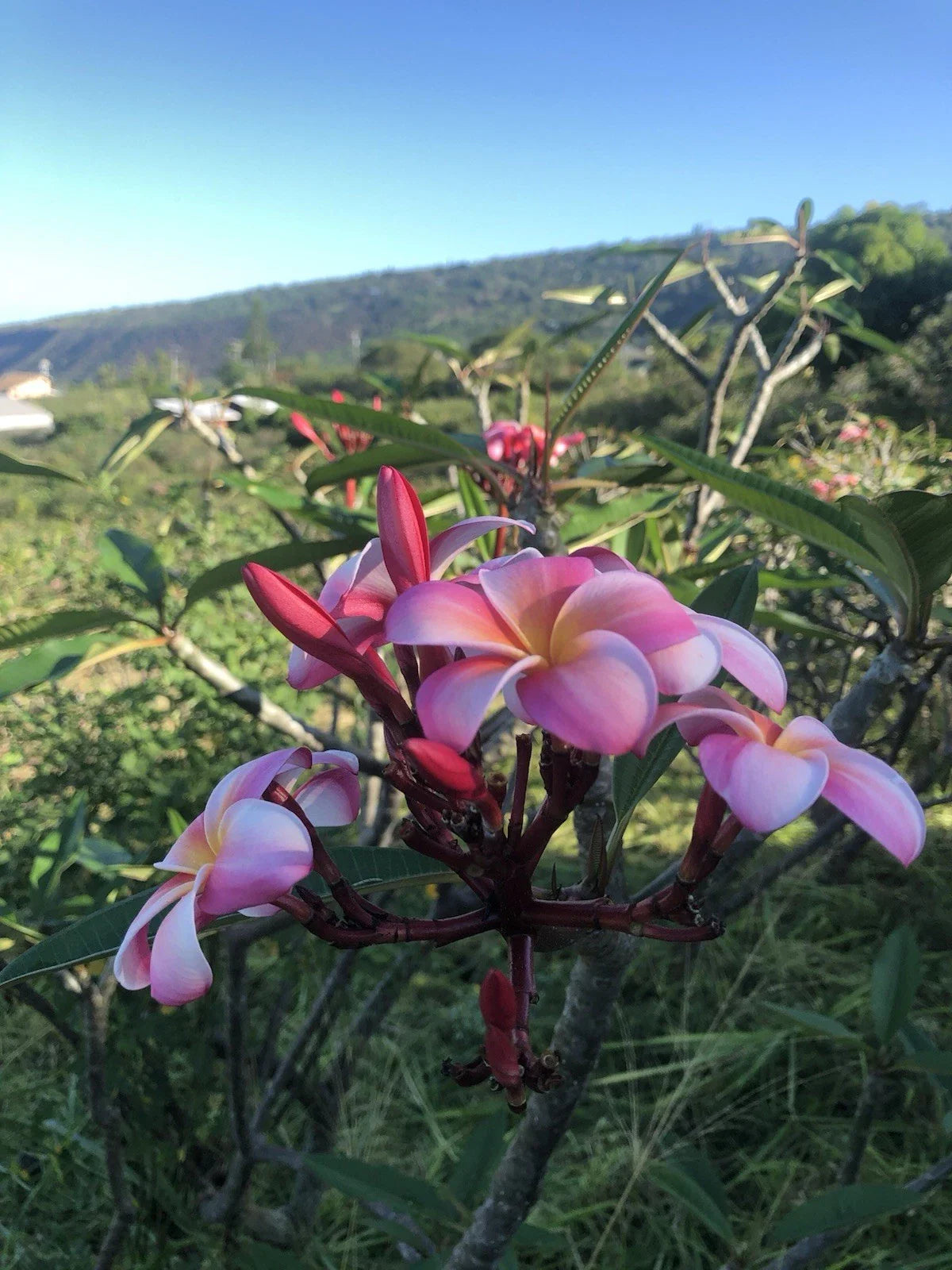 Pink Plumeria Cutting - 10-inch Rooted Frangipani Plant with Pink Flowers, Hawaiian Grown, Indoor & Outdoor Gardening