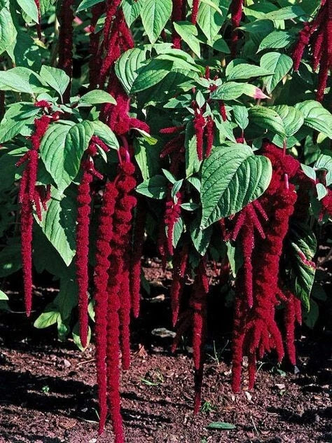 Amaranthus Seeds Love Lies Bleeding, Edible Ornamental Plant, Amaranthus caudatus, 35 Seeds